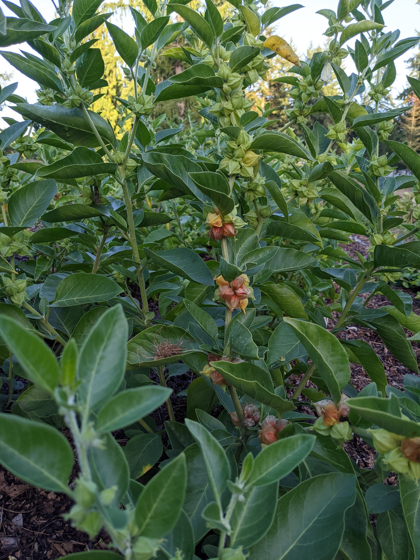 Ashwagandha (Dried)