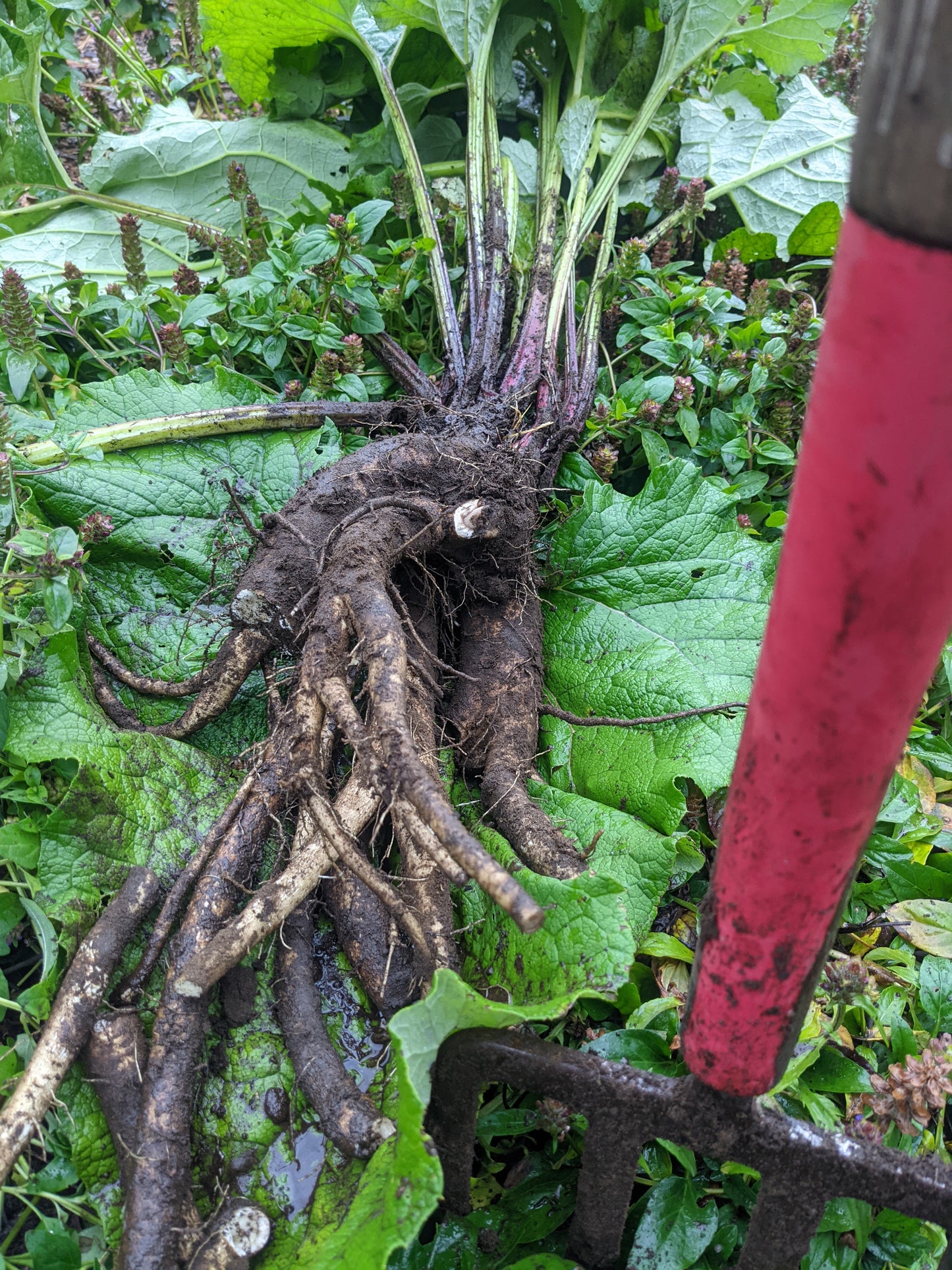 Burdock Root (Dried)