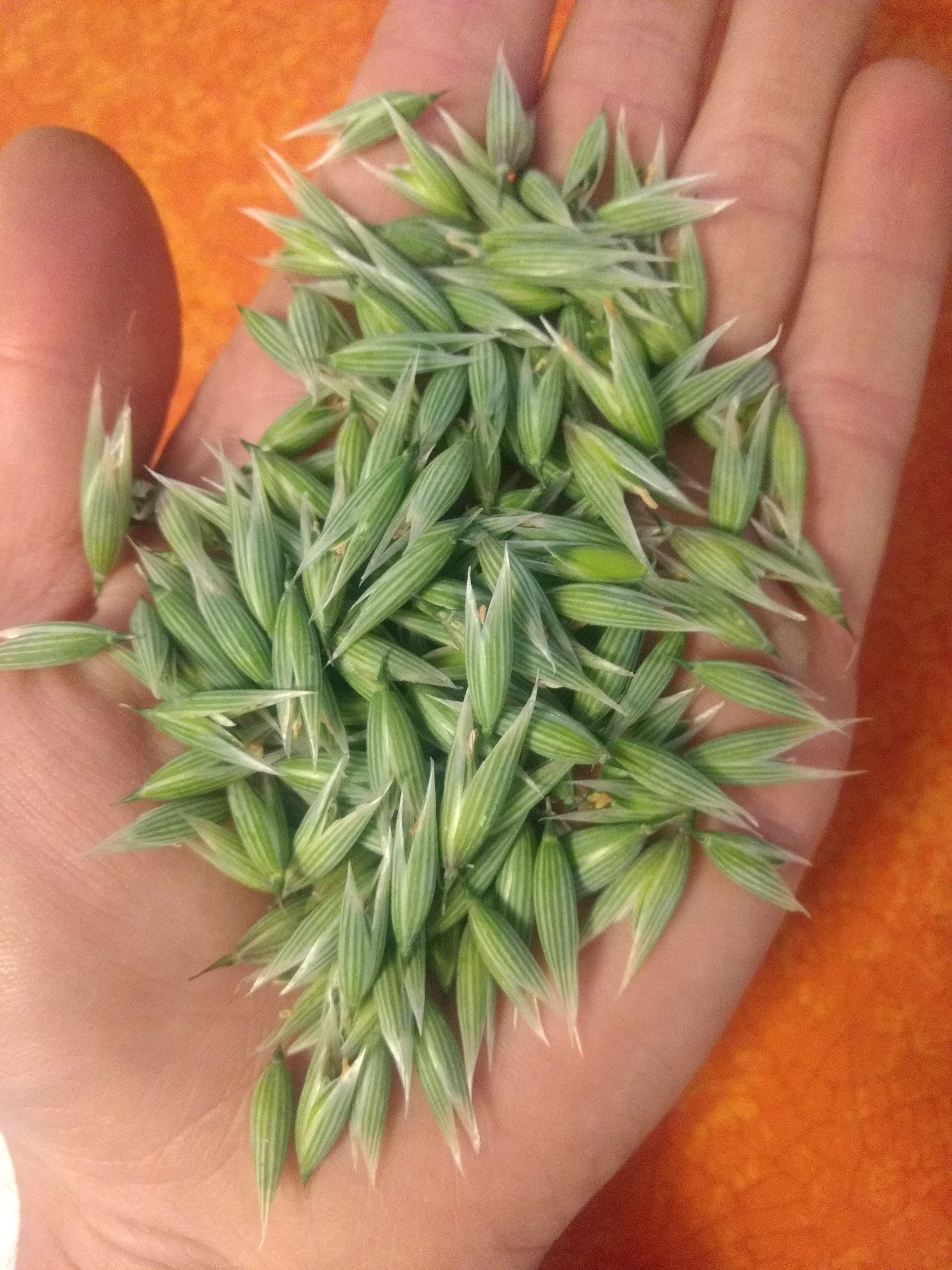 Milky Oat (FRESH) Root Digger Herb Farm