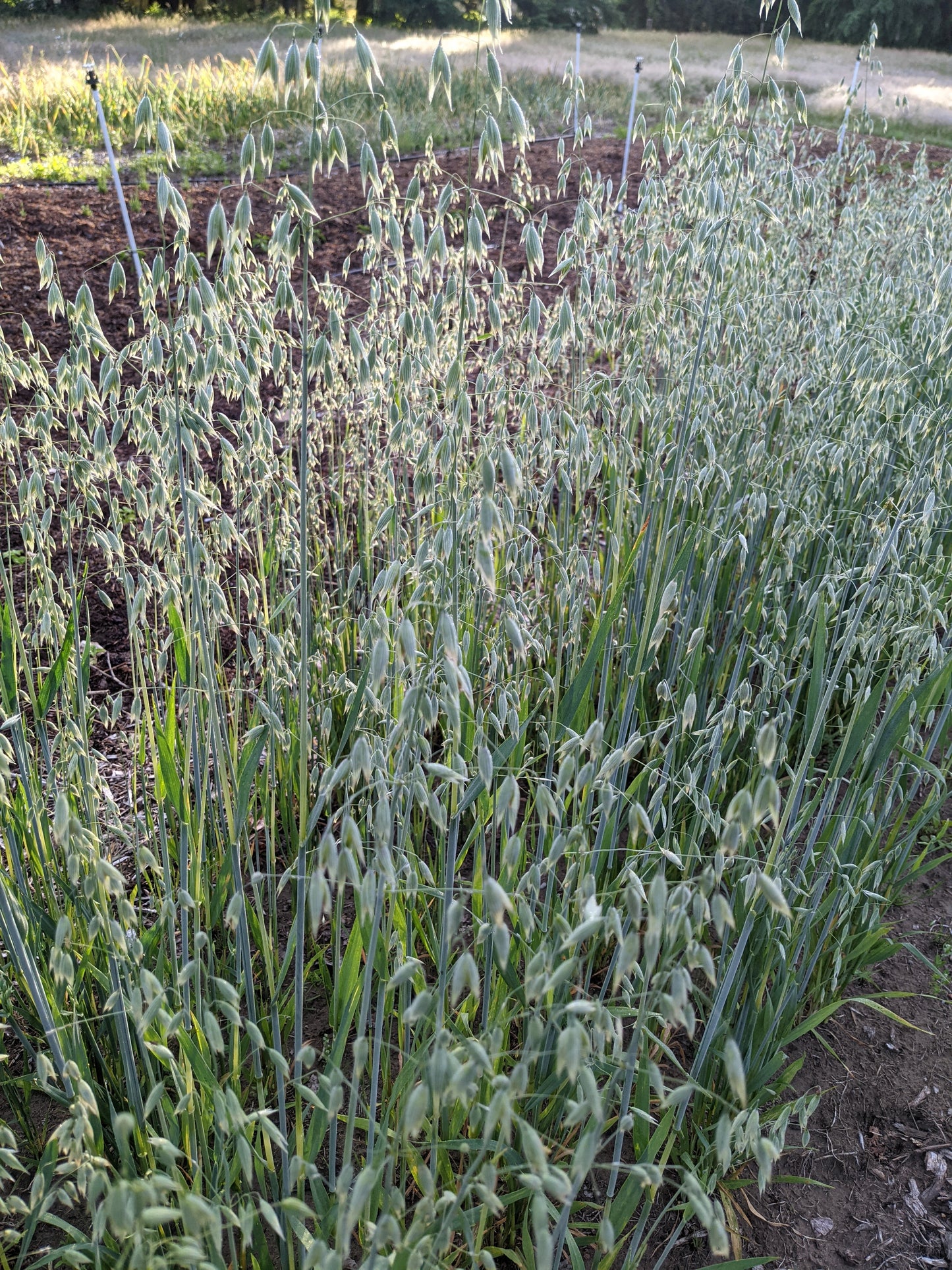 Milky Oat (Dried)