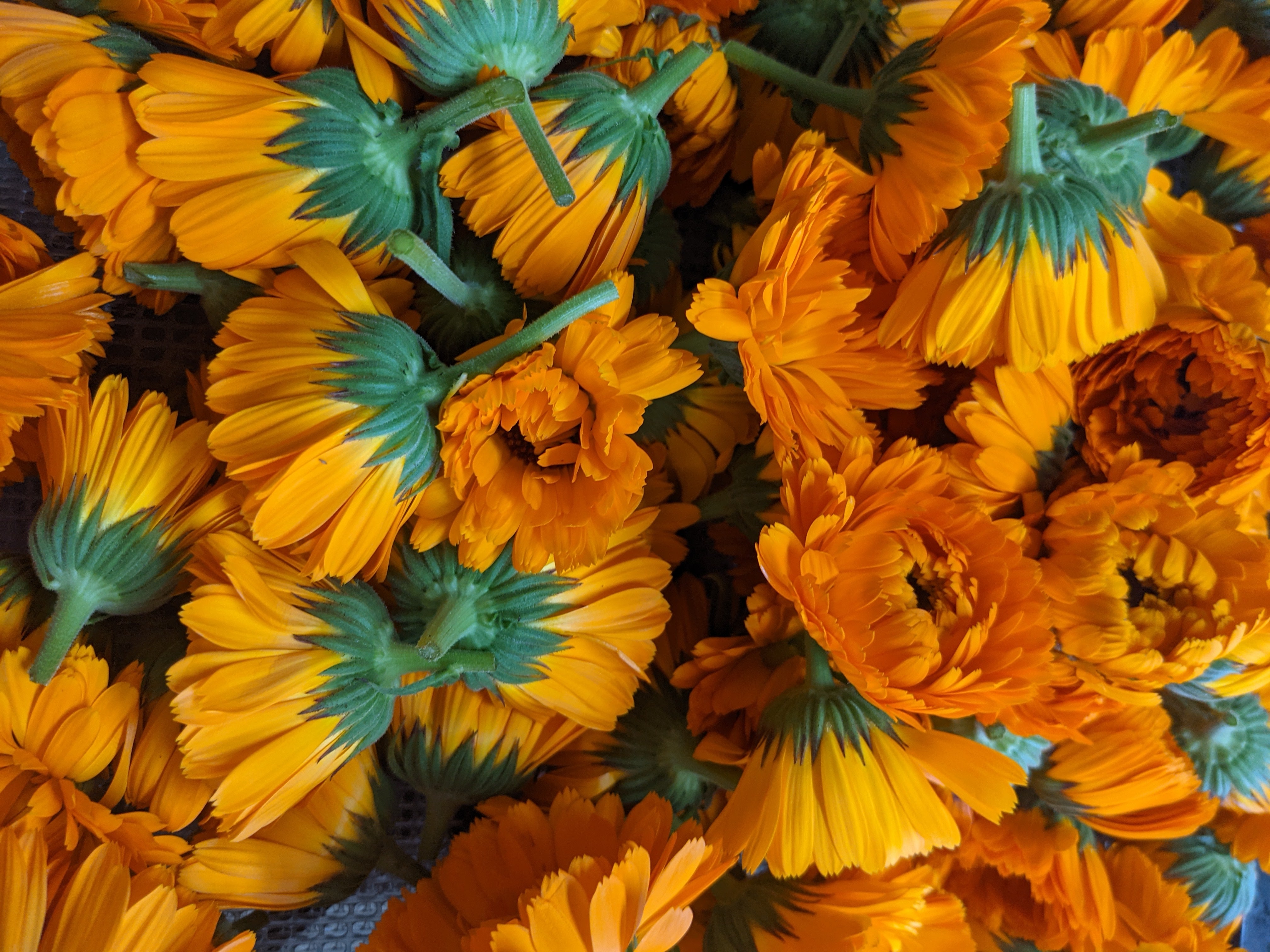 Calendula (FRESH) – Root Digger Herb Farm