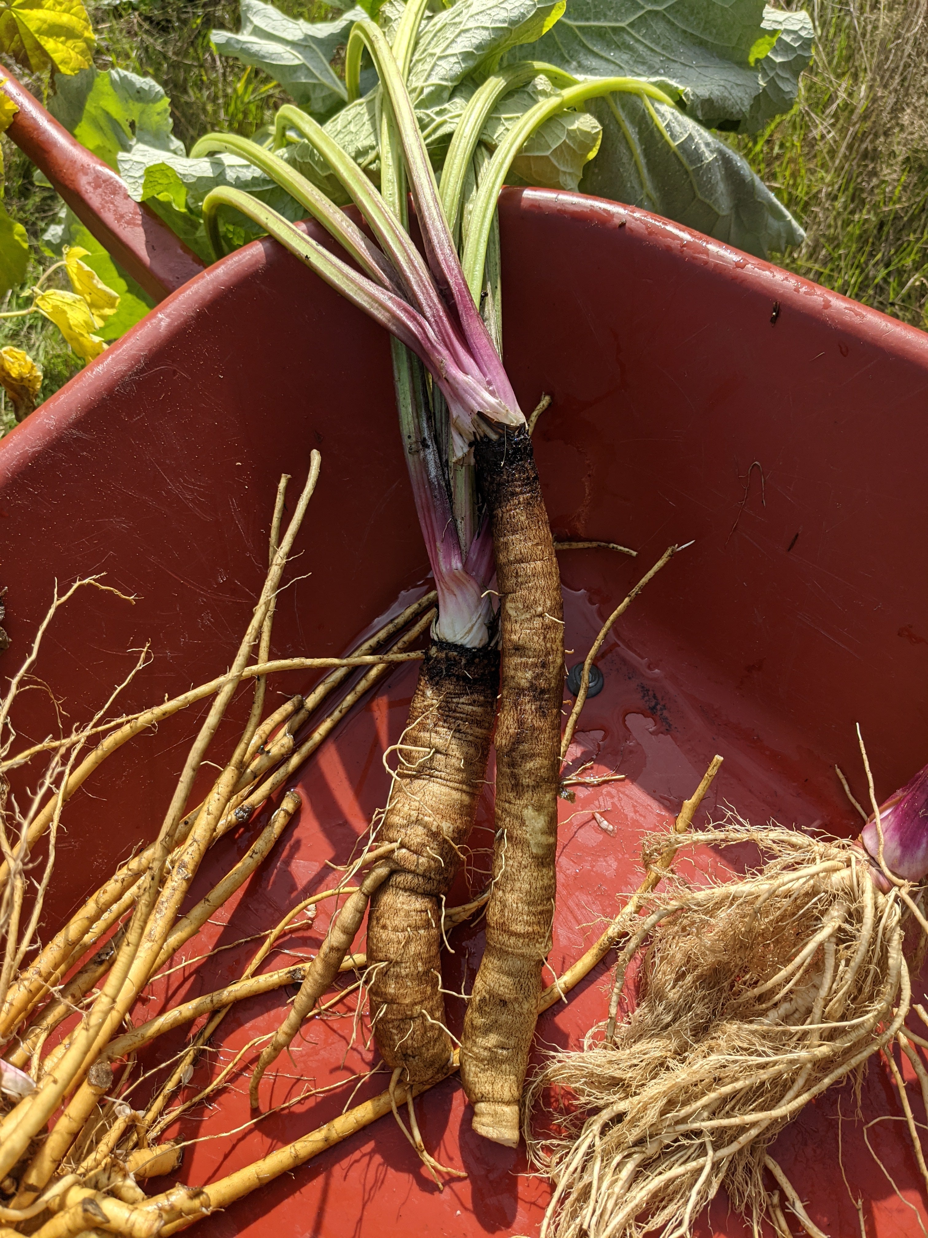 Fabro Raspberry Root Digger Products – Root Digger Herb Farm