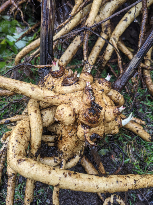 Elecampane Root (FRESH)