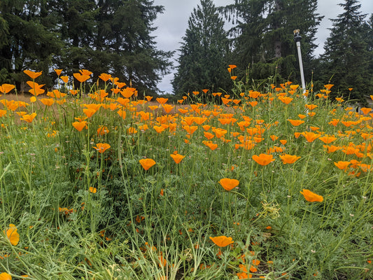 California Poppy (FRESH)