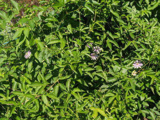 Passionflower (FRESH)