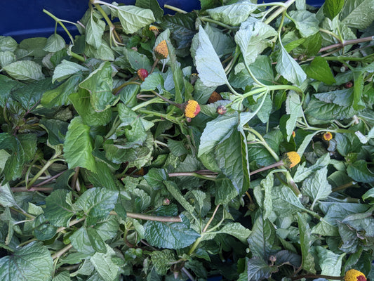 Spilanthes (FRESH)