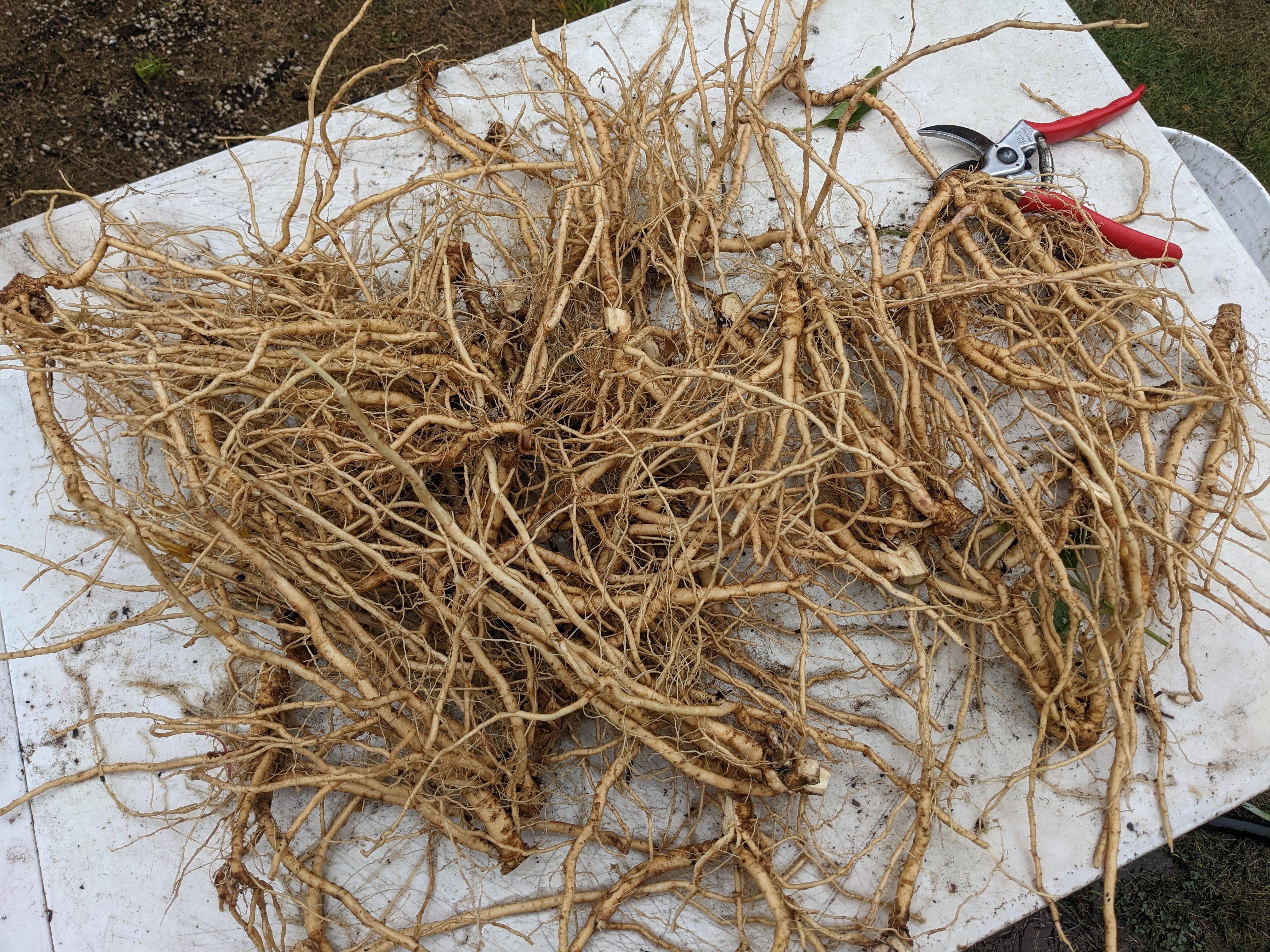 Ashwagandha (FRESH) – Root Digger Herb Farm