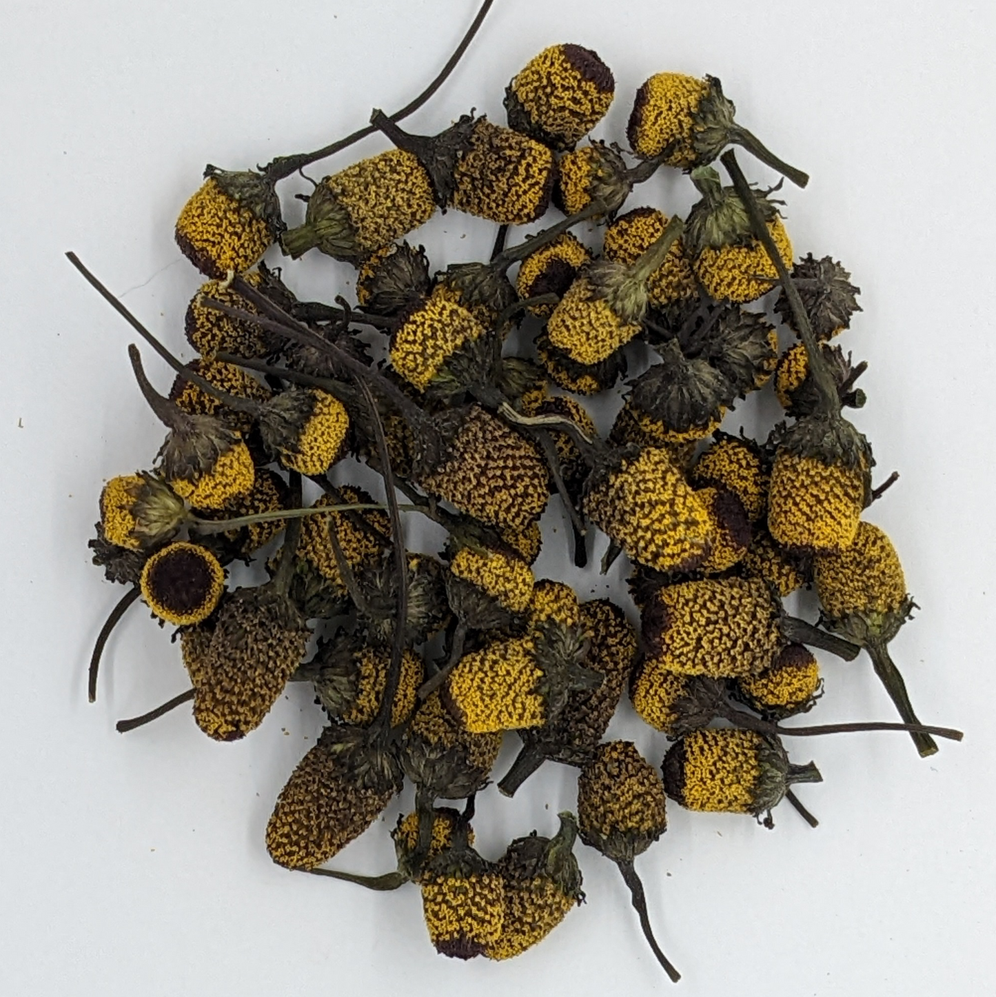 Spilanthes (Dried)